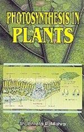 Photosynthesis in Plants